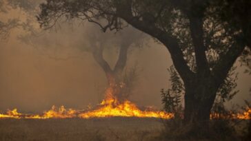 Borba sa požarima na području Trebinja i Nevesinja još traje